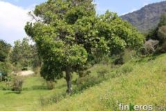 VISTA HERMOSA - Finca en Choachí, Cundinamarca